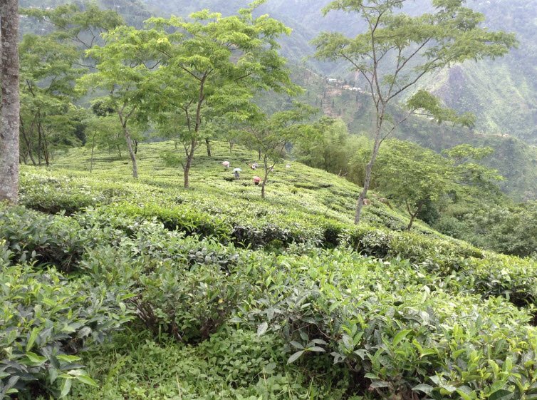 Badamtam Tea Estate